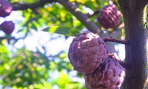Loại quả đứng top 2 thực phẩm bổ dưỡng nhất: Ở Việt Nam có giống màu tím từng gây “sốt” vài trăm nghìn/kg