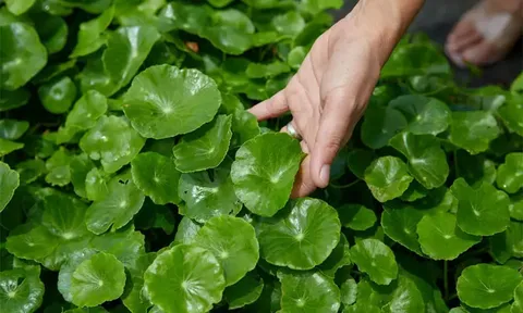 Một nắm rau quê, giá chưa tới cốc trà sữa nhưng công dụng khiến nhiều người phải "giật mình"