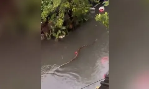 "Thứ đáng sợ" bên dưới mặt nước, xuất hiện sau trận mưa lớn khiến người dân kinh hãi
