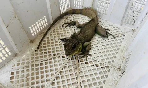 Cận cảnh con Rồng Đất quý hiếm được thanh niên ở Tây Ninh phát hiện trong vườn nhà