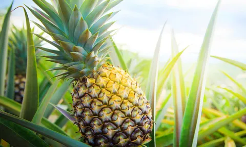 “Siêu trái cây” không đắt đỏ: Việt Nam có loại quả bổ dưỡng, ai cũng mua được