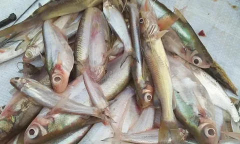 Loài cá nhỏ bé, ít tên tuổi ngày nào nay bất ngờ “đổi đời”, trở thành đặc sản hiếm được săn lùng