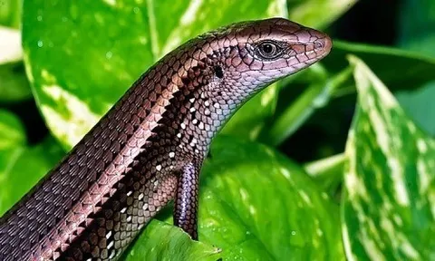 Loài vật được ví như "nỗi ám ảnh" nơi góc vườn nhưng lại là đặc sản trên bàn nhậu, giá đắt đỏ vẫn cháy hàng