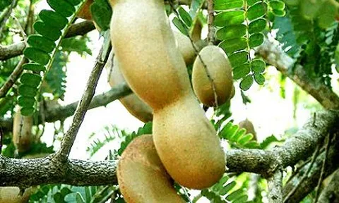 Thứ quả chua "rẻ tiền" bán đầy chợ Việt tưởng chỉ để ăn vặt, hóa ra là “thuốc quý”: Bổ gan, tốt tim mạch, hỗ trợ giảm cân