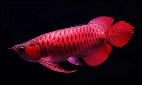 Chỉ vì một phút cẩu thả, shipper mất trắng 41 triệu đồng và đối mặt án tù vì... một con cá