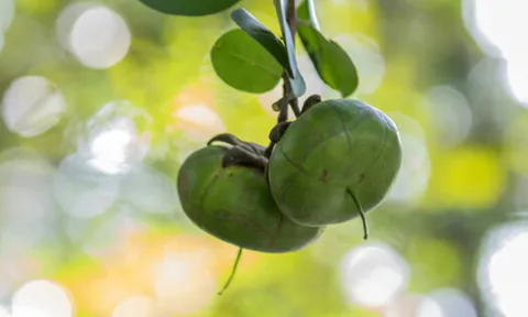 Loại quả mang cái tên “nghèo nhất Việt Nam”, hóa ra lại là đặc sản được dân sành ăn săn lùng