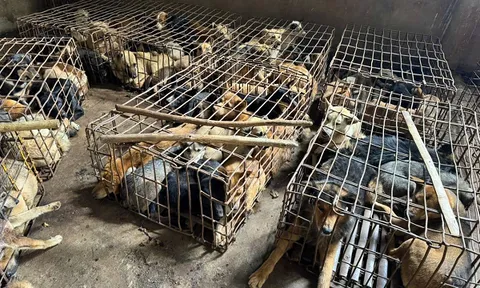 "Trại" chó khoảng 70 con nghi bị bắt trộm được phát hiện tại một ngôi nhà ở Đắk Lắk