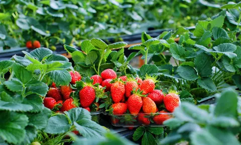 Trái cây màu đỏ “nhỏ nhưng có võ” được người Việt mê mẩn lọt top 20 tốt nhất cho sức khỏe: 100g chỉ 32 calo, giàu vitamin C