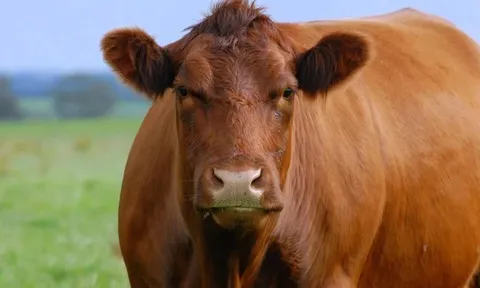 Con bò đực bụng phình to bất thường, bác sĩ sốc khi mổ ra "thứ đáng sợ", nặng tới 50kg