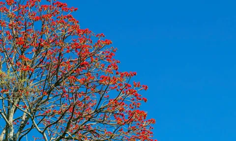 Mê mẩn sắc hoa vông nem đỏ rực trên núi Bà Đen, dân mê du lịch rủ nhau đi "săn ảnh"