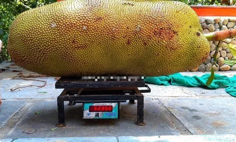 Ra vườn kiểm tra, người nông dân "suýt ngất" khi thấy vật thể khổng lồ treo lủng lẳng trên cây mít