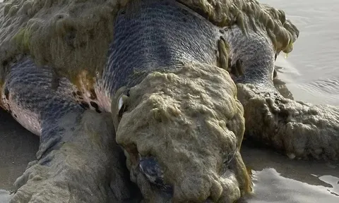 Cận cảnh loài sinh vật quý hiếm nhất thế giới trôi dạt vào bờ biển, được phát hiện trong tình trạng thương tâm