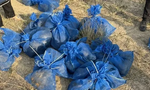 Kinh hoàng cánh đồng mía biên giới, phát hiện hàng chục "túi lưới lạ" động đậy trong đêm