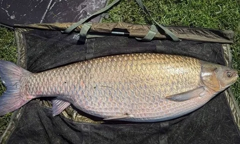 Khoảnh khắc cần thủ đối đầu với "thủy quái" 34kg, giới câu cá bàng hoàng