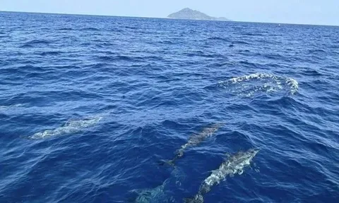 120 sinh vật quý hiếm "dàn trận" trên mặt biển, chuyên gia nín thở trước hiện tượng nghìn năm có một