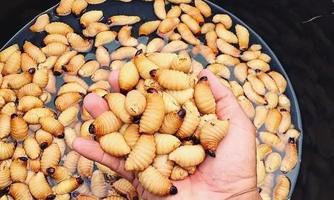 Món ăn “kinh dị” bậc nhất miền Tây: Càng nhìn càng sợ, càng ăn càng ghiền?