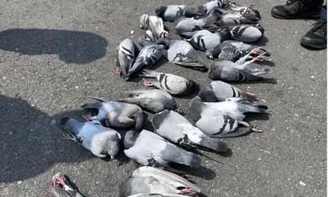 Hàng chục con chim bồ câu chết bất thường, người đi đường bàng hoàng: Ai là thủ phạm?