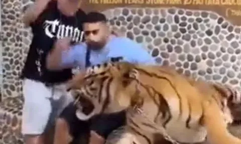 Kịch tính clip hổ dữ gầm vang, hai thanh niên "hồn siêu phách lạc"