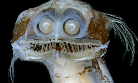 Cận cảnh "ác mộng" biển sâu, loài cá có nụ cười tử thần và đôi mắt như kính viễn vọng