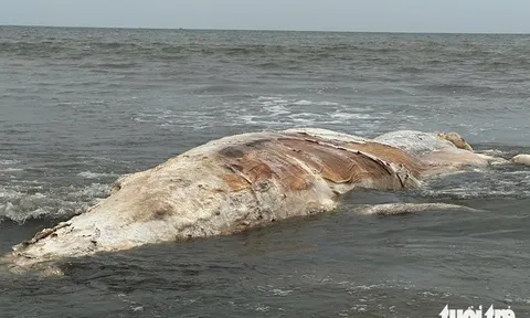 Xác cá voi hơn 5 tấn dạt vào bờ biển ở Nghệ An, hàng trăm người dân kéo tới quan sát