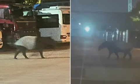 “Quái thú” bước đi vang như vó ngựa bất ngờ xuất hiện giữa khu dân cư, xuất hiện bí ẩn rồi biến mất vào rừng,