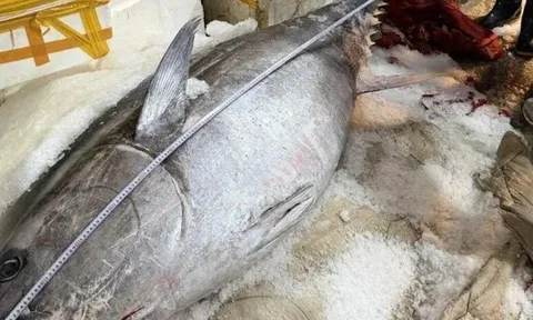 Cận cảnh "ngư lôi khổng lồ" 280kg vừa sa lưới, huy động 7 thanh niên trai tráng mới khiêng nổi