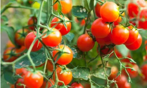 Loại quả phổ biến ở Việt Nam: Khi còn xanh tiềm ẩn nguy cơ gây độc, chín lại thành “thần dược”