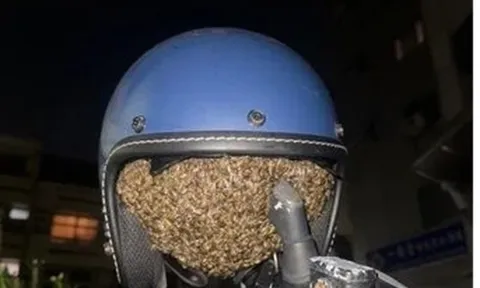 Treo mũ bảo hiểm qua đêm, người phụ nữ "tái mặt" phát hiện vật thể lạ lông lá bên trong