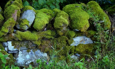 Thứ rong rêu như rác bỏ đi, ai ngờ nướng lên lại thành đặc sản núi rừng Tây Bắc, bổ thận, giải độc cực tốt