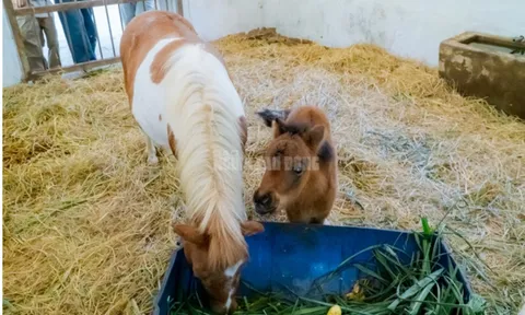 Tan chảy với khoảnh khắc ngọt ngào của mẹ con ngựa lùn "mới nổi" ở TP.HCM
