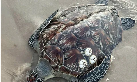 Rùa biển 20kg và cá mái chèo khổng lồ liên tiếp trôi dạt vào bờ biển Lâm Đồng: Điều gì đang xảy ra?