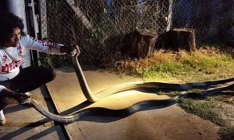 Cận cảnh màn "giao đấu" của cặp đôi hổ mang chúa nặng 12kg: Cả vùng xôn xao vì điềm lạ