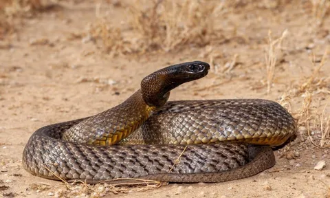 Khám phá loài rắn độc nhất hành tinh, một cú đớp có thể tiễn 100 người về "thế giới bên kia"