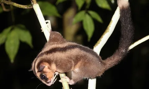 Loài thú "bé xíu", biết bay ngỡ đã tuyệt chủng 6.000 năm bất ngờ "tái xuất"