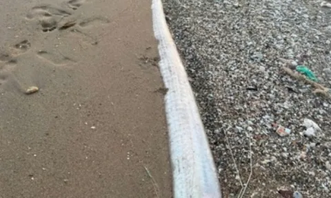 Liên tiếp cá mái chèo khổng lồ chết dạt bờ: Chuyên gia lý giải