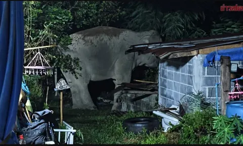 Sau tiếng rống xé màn đêm, con vật khổng lồ nặng 3 tấn lao thẳng vào nhà dân, cảnh tượng ám ảnh