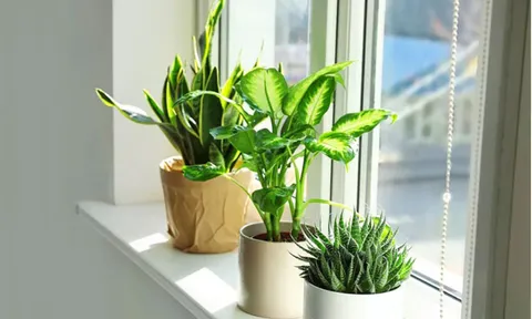 Góc xanh “thần kỳ”: Bí quyết tăng năng lượng và cải thiện tinh thần cho phụ nữ