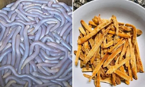 Sinh vật có ngoại hình khiến nhiều người e dè được ví như "sâm đất", giá chạm mốc 6 triệu/kg đại gia vẫn tranh nhau mua