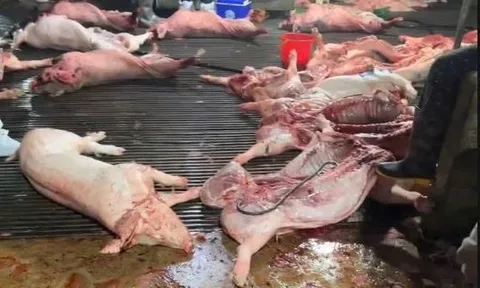 Nhiều phụ huynh xin cắt suất ăn bán trú sau vụ 300 tấn thịt lợn nhiễm bệnh: Nhà trường nói gì?