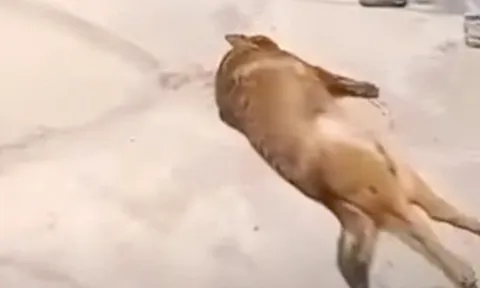 Chó becgie 40kg hung dữ tấn công cụ ông 83 tuổi tử vong: Camera ghi lại điều bất thường