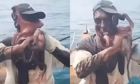 Rùng mình cảnh bạch tuộc quấn chặt mặt ngư dân, suýt ngạt thở trên thuyền
