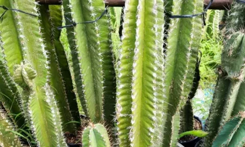 4 loài cây “thần kỳ” giúp gia chủ tránh rắn, thu hút tài lộc năm 2026