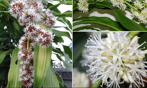 5 loại cây “vượng khí” nên trồng trước mộ tổ tiên vừa đẹp vừa mang lại may mắn