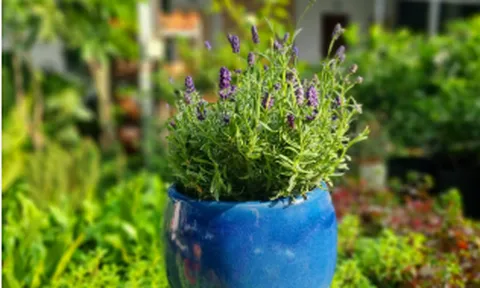 5 loại cây “vàng” trong nhà giúp thanh lọc không khí, cải thiện sức khỏe và đẹp da