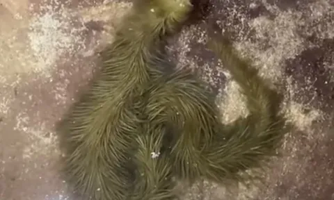 Phát hiện “quái vật xanh” phủ đầy lông dưới nước: Cảnh tượng khiến hàng triệu người không dám xem lần 2