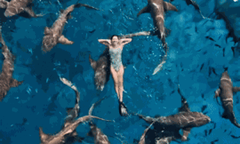 Khoảnh khắc đẹp rung động lòng người:  Ánh Viên bơi cùng đàn cá mập giữa đại dương Maldives