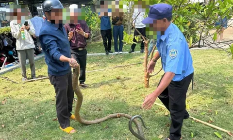 Thót tim cảnh rắn dài 3m “ghé thăm” bệnh viện đông người