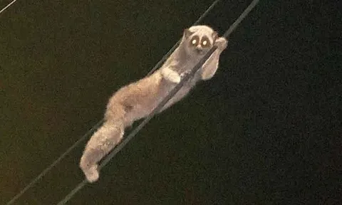 Cứ ngỡ thú bông đi lạc, dân làng tá hỏa khi biết danh tính thực sự của "quái khách" đêm qua