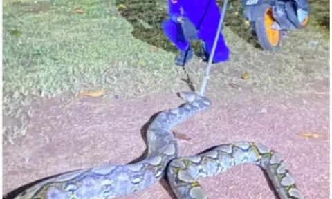 Cảnh tượng đáng sợ: Sinh vật khổng lồ nặng 45kg xuất hiện trong trang trại, nuốt chửng chú bê 5 tháng tuổi