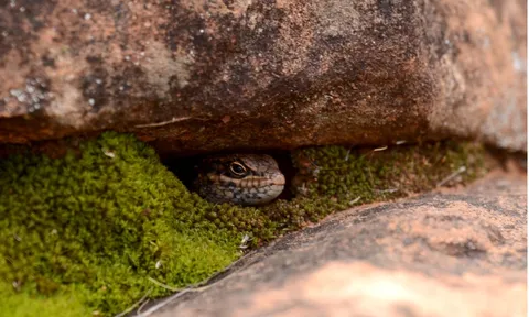 Chấn động giới khoa học: “Kẻ ẩn mình” lộ diện trong vùng sa mạc Australia, sở hữu đặc điểm lạ chưa loài nào có, chỉ còn dưới 20 cá thể
